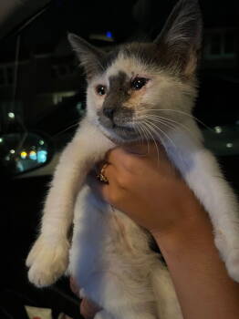 Rescue Domestic Short Hair Cats for Adoption in Philadelphia, Pennsylvania - Nellie | PetCurious