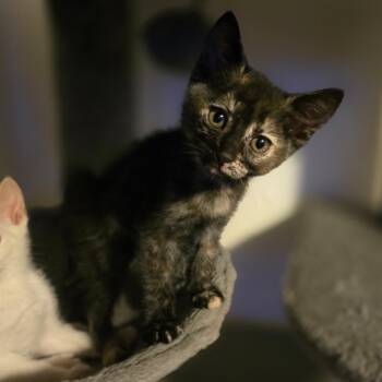 Sapphire -  Tortoiseshell Cat for Adoption in Hayward, California - Sapphire | PetCurious