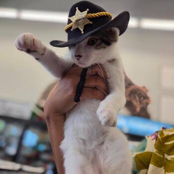 Honda -  Domestic Short Hair Cat for Adoption in Yucca Valley, California - Honda | PetCurious