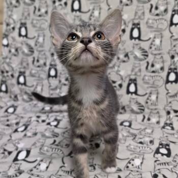 ACORN -  Domestic Short Hair Cat for Adoption in Graham, Washington - ACORN | PetCurious