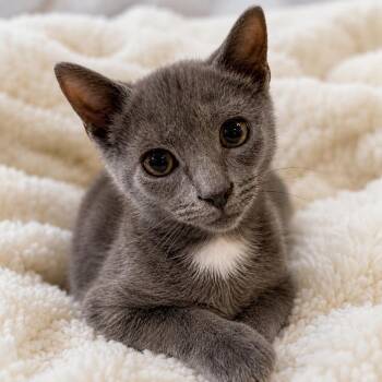 Eurylochus -  Domestic Short Hair Cat for Adoption in Homer Glen, Illinois - Eurylochus | PetCurious