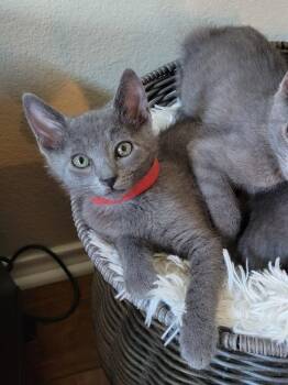 Dusty -  Russian Blue and Domestic Short Hair Cat for Adoption in Dallas, Texas - Dusty | PetCurious