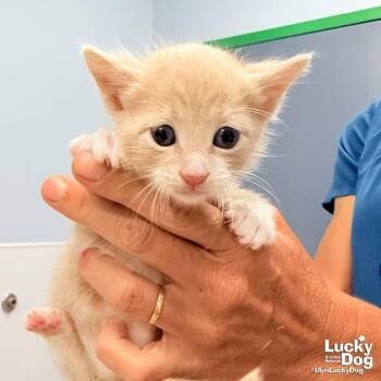 Orindo -  Domestic Short Hair Cat for Adoption in Washington, District Of Columbia - Orindo | PetCurious