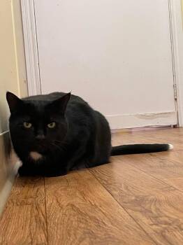 Domestic Short Hair Cats Available for Adoption - Louis | PetCurious