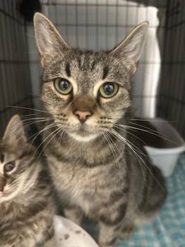Rescue Domestic Short Hair Cats for Adoption in Pomona, New York - Girly Pop | PetCurious