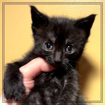 Lumen -  Domestic Short Hair Cat for Adoption in Monroe, Michigan - Lumen | PetCurious