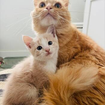 Ray C11818 -  Domestic Short Hair Cat for Adoption - Ray C11818 | PetCurious