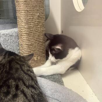 FILET -  Domestic Short Hair Cat for Adoption in Lake Ozark, Missouri - FILET | PetCurious