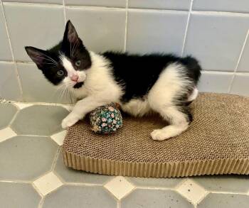 Domestic Short Hair Cats Available for Adoption in River Edge, New Jersey - Oskar | PetCurious