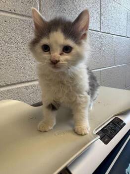 Nadal -  Domestic Medium Hair and Domestic Short Hair Cat Available for Adoption in Sevierville, Tennessee - Nadal | PetCurious