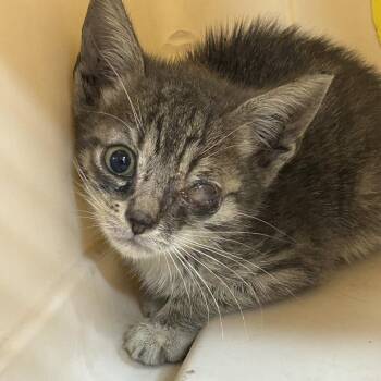 Georgie -  Domestic Short Hair Cat for Adoption in Newark, New Jersey - Georgie | PetCurious