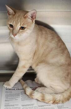 Bigfoot -  Domestic Short Hair Cat for Adoption in Republic, Missouri - Bigfoot | PetCurious