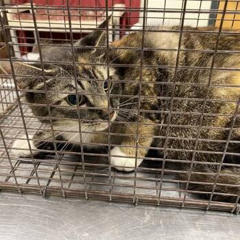 A611530 -  Domestic Medium Hair Cat for Adoption in Modesto, California - A611530 | PetCurious