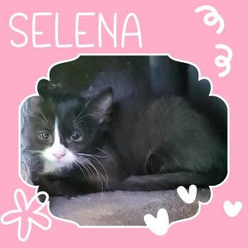 Selena -  Domestic Medium Hair Cat for Adoption in Tucson, Arizona - Selena | PetCurious