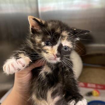 Domestic Short Hair Cats Available for Adoption in Clearwater, Florida - Panini | PetCurious
