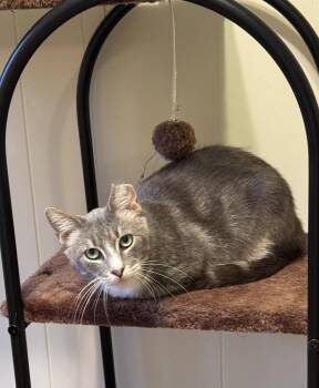 Maverick -  Domestic Short Hair Cat for Adoption in Hammond, Louisiana - Maverick | PetCurious