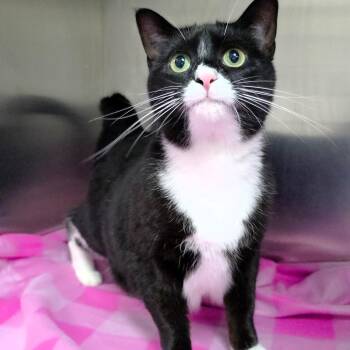 Hoosier (Sylvie) -  Domestic Short Hair Cat for Adoption in Michigan City, Indiana - Hoosier (Sylvie) | PetCurious