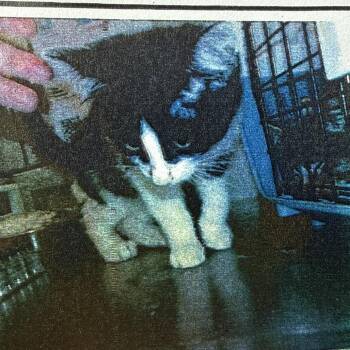 Scapula -  Domestic Short Hair Cat for Adoption in Chicago, Illinois - Scapula | PetCurious