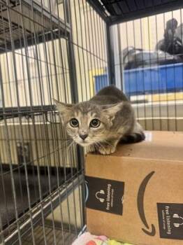 Peepers -  Domestic Short Hair Cat for Adoption in Vero Beach, Florida - Peepers | PetCurious