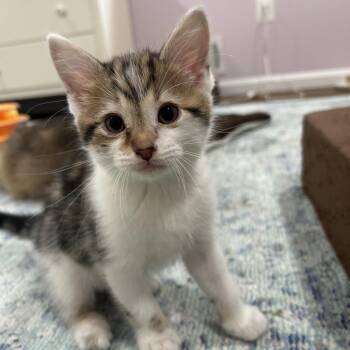 Rescue Domestic Short Hair Cats for Adoption in Merrifield, Virginia - Arthur NRAR (Ambrosia's Kitten) | PetCurious