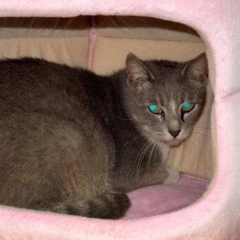 Koala Mama -  Domestic Short Hair Cat for Adoption in Austin, Texas - Koala Mama | PetCurious