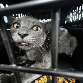 AHNJ-Stray-122767 -  Domestic Short Hair Cat for Adoption in Newark, New Jersey - AHNJ-Stray-122767 | PetCurious