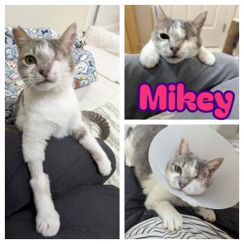 Domestic Short Hair Cats Available for Adoption - Mikey | PetCurious