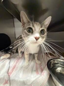 Domestic Short Hair Cats Available for Adoption in Gastonia, North Carolina - Patches | PetCurious