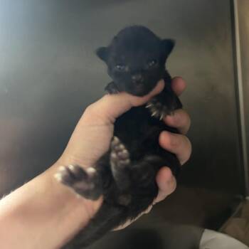 Jet -  Domestic Short Hair Cat for Adoption in Chattanooga, Tennessee - Jet | PetCurious