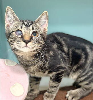 Rescue Domestic Short Hair Cats for Adoption in Oviedo, Florida - Ampersand | PetCurious