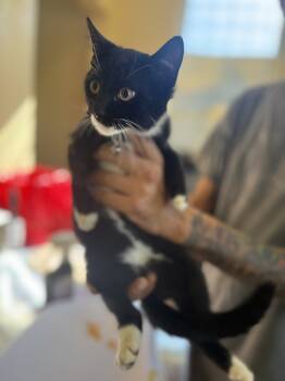 Rescue Domestic Short Hair Cats for Adoption in Corinth, Mississippi - Hailee 23C-0235 | PetCurious