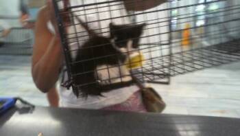 A1266333 -  Domestic Short Hair Cat for Adoption in Charlotte, North Carolina - A1266333 | PetCurious