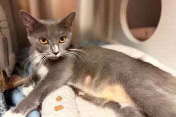 Pangea -  Domestic Short Hair Cat for Adoption in Nashville, Tennessee - Pangea | PetCurious