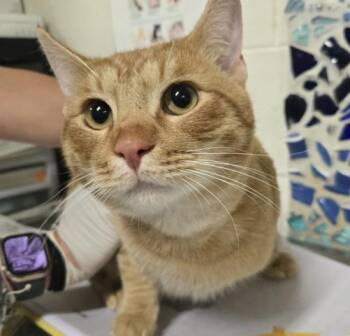 Domestic Short Hair Cats Available for Adoption in Pensacola, Florida - APOLLO | PetCurious