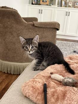 Leia -  Domestic Short Hair Cat Available for Adoption in Richmond, Virginia - Leia | PetCurious