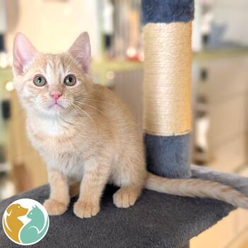 Sorry -  Domestic Short Hair Cat for Adoption in Toledo, Ohio - Sorry | PetCurious