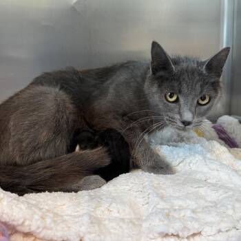 Zira -  Domestic Short Hair Cat for Adoption in Matteson, Illinois - Zira | PetCurious