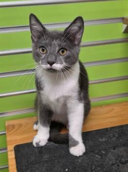 THOMAS TAMALE -  Domestic Short Hair Cat for Adoption in St. Peters, Missouri - THOMAS TAMALE | PetCurious