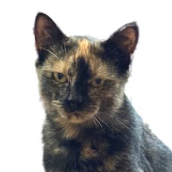 Rescue Domestic Short Hair Cats for Adoption in Merrifield, Virginia - Chai Froehlich | PetCurious