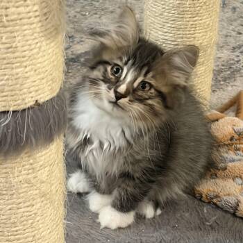 Quest -  Domestic Long Hair Cat for Adoption in Mineral Point, Wisconsin - Quest | PetCurious