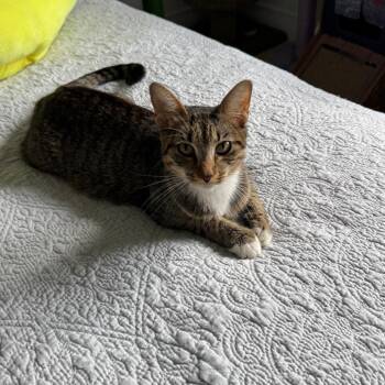 Birdie -  Domestic Short Hair Cat for Adoption in Fort Lauderdale, Florida - Birdie | PetCurious