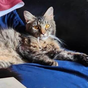 Domestic Long Hair Cats Available for Adoption in Woodbury, New Jersey - PrimaDonna | PetCurious