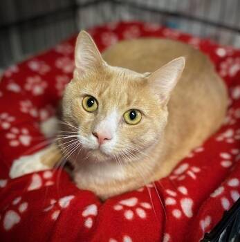 Domestic Short Hair Cats Available for Adoption - Buttersworth | PetCurious
