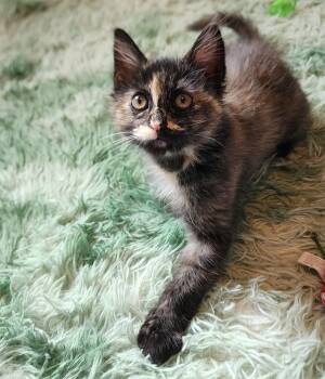 Tortoiseshell Cats Available for Adoption - COCOA BEAN | PetCurious