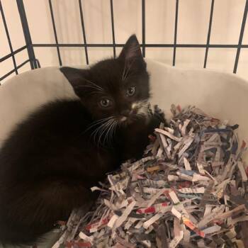 Peppermint -  Domestic Short Hair Cat for Adoption in Titusville, Florida - Peppermint | PetCurious