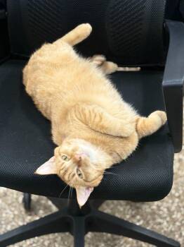 Jimmy Buffett -  Domestic Short Hair Cat for Adoption in Effingham, Illinois - Jimmy Buffett | PetCurious