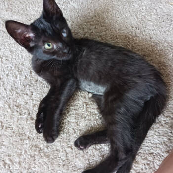 Rescue Domestic Short Hair Cats for Adoption in Valdosta, Georgia - Nyx | PetCurious