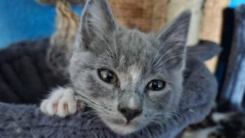 Rescue Domestic Medium Hair Cats for Adoption in Pendleton, Oregon - Sally | PetCurious
