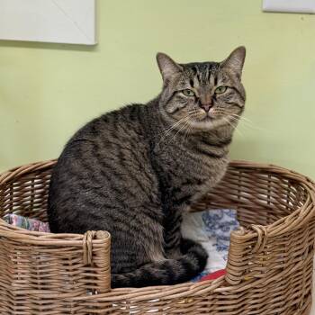 Sharky -  Domestic Short Hair Cat for Adoption in Pawleys Island, South Carolina - Sharky | PetCurious