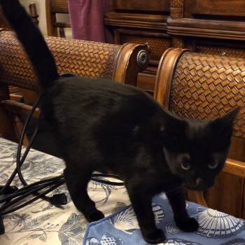 Licorice -  Domestic Short Hair Cat for Adoption in Buffalo, New York - Licorice | PetCurious